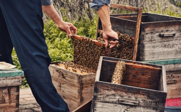 蜜蜂饲养人员，有没有合适的雇主责任险可以选择？